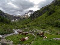 Weidende Kühe am Amerbach mit Teufelsspitz dahinter - Felbertauernstraße